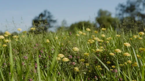 Photorealistic Meadow